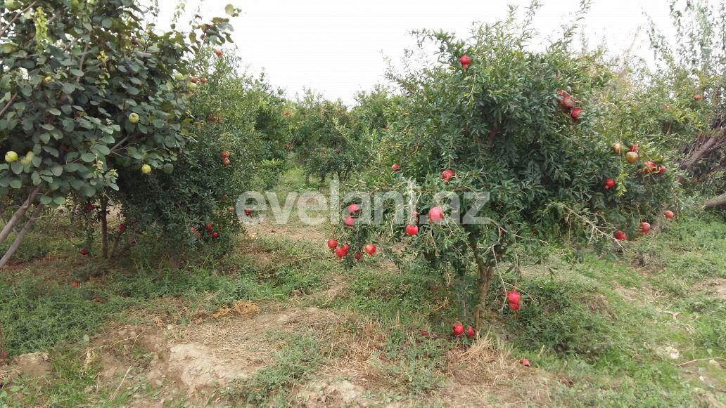 Sale, land, 200 ar, Dede Gorgud d.