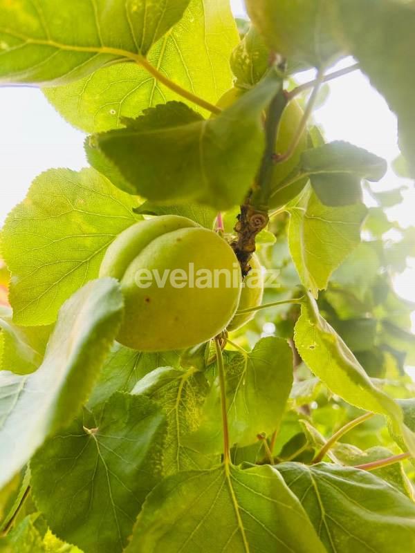 Satılır, villa, 4 otaqlı, 100 m², Novxanı q.