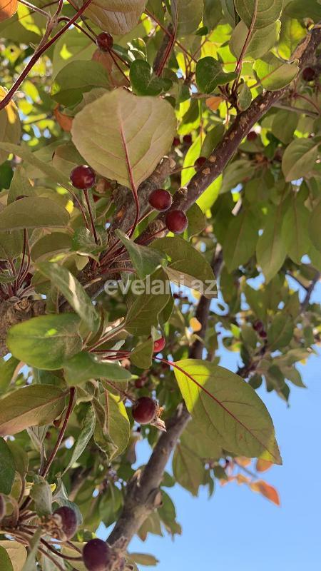 Satılır, villa, 4 otaqlı, 100 m², Novxanı q.