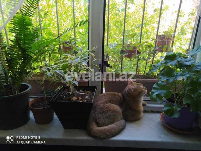 Sale, old building, 2 room, 32 m², Elmlar Akademiyası m.