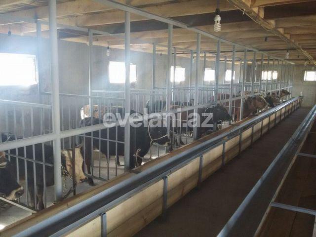 Sale, object, 160 m², Shamakhi