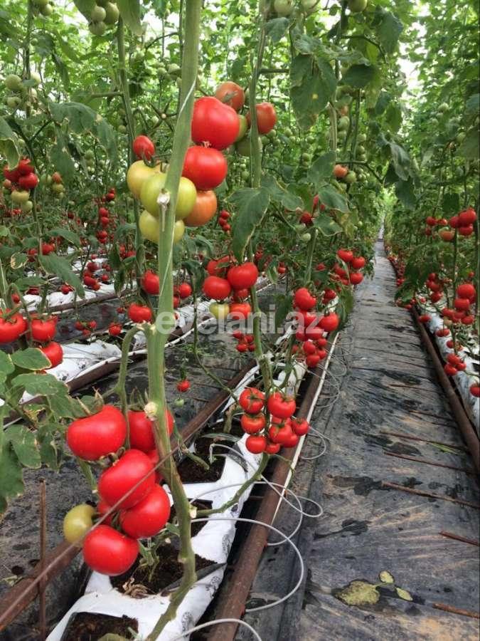 Satılır, obyekt, 1000 m², Bakı, Sabunçu r, Ramana q.