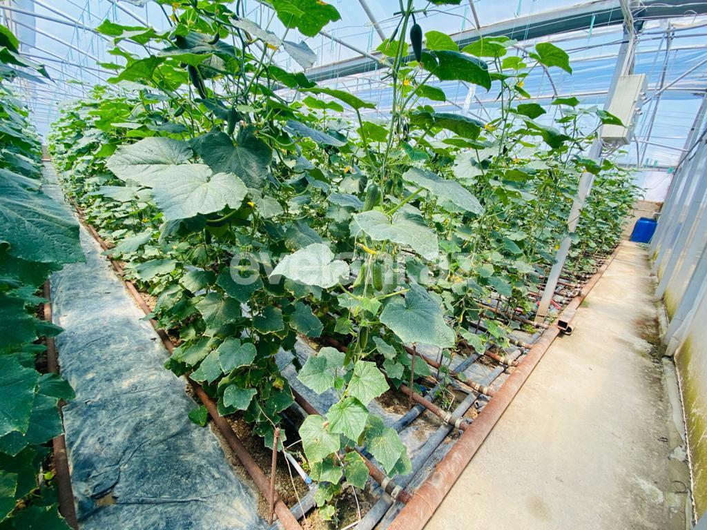 Satılır, obyekt, 1000 m², Bakı, Sabunçu r, Ramana q.