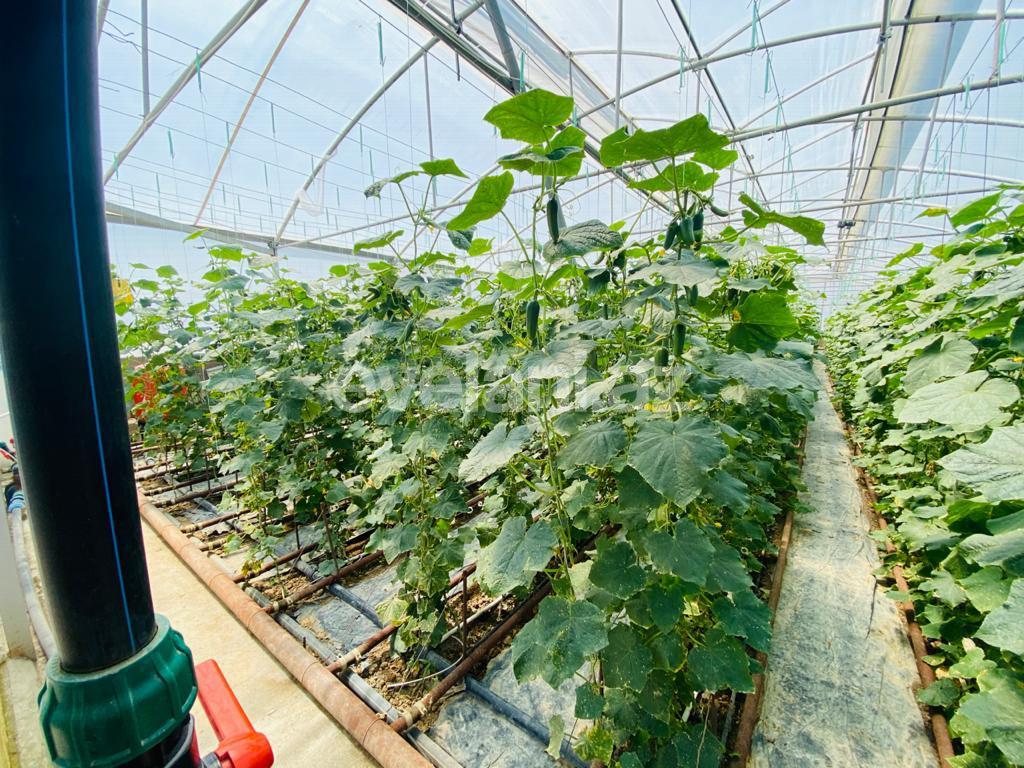 Satılır, obyekt, 1000 m², Bakı, Sabunçu r, Ramana q.