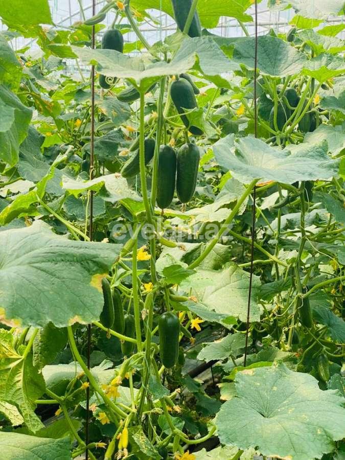 Satılır, obyekt, 1000 m², Bakı, Sabunçu r, Ramana q.