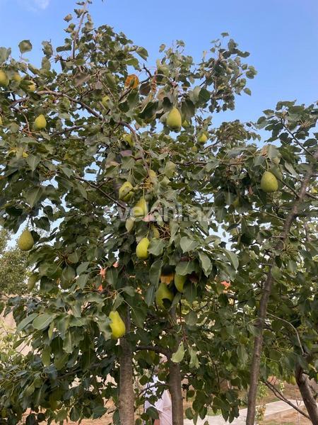 Sale, garden / house, 6 room, 300 m², Baku, Khazar r, Buzovna d.