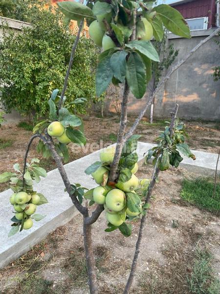 Sale, garden / house, 6 room, 300 m², Baku, Khazar r, Buzovna d.