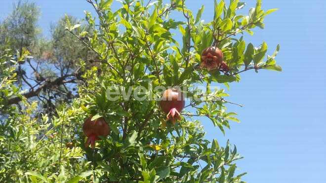 Продаётся, участок, 19 сот, Баку, Хазарский r, Тюркан p.