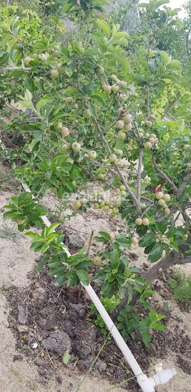 Satılır, torpaq, 24 sot, Bakı, Abşeron r.