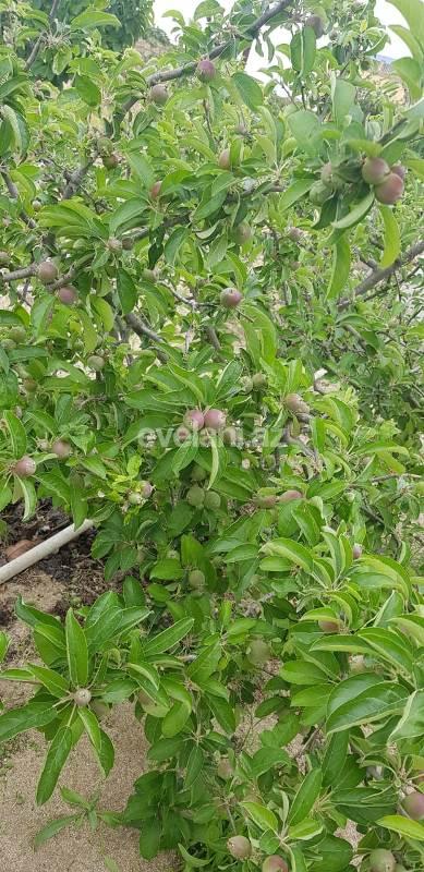 Satılır, torpaq, 24 sot, Bakı, Abşeron r.