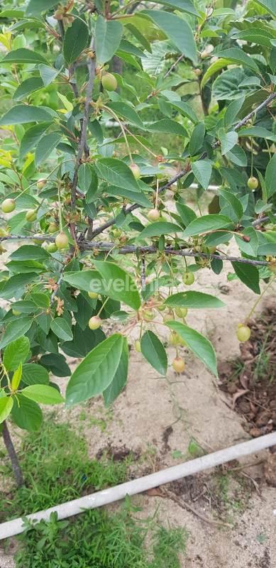 Satılır, torpaq, 24 sot, Bakı, Abşeron r.