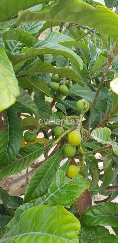 Satılır, torpaq, 24 sot, Bakı, Abşeron r.