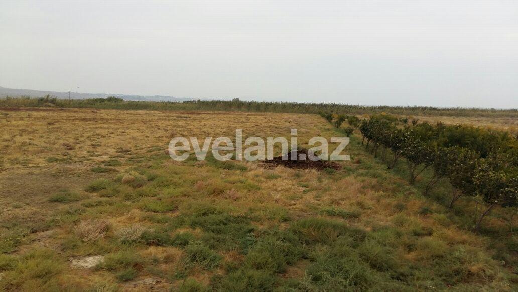 Sale, land, 100 ar, Baku, Absheron r.