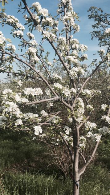 Satılır, həyət evi / bağ, 3 otaqlı, 62 m², Xızı