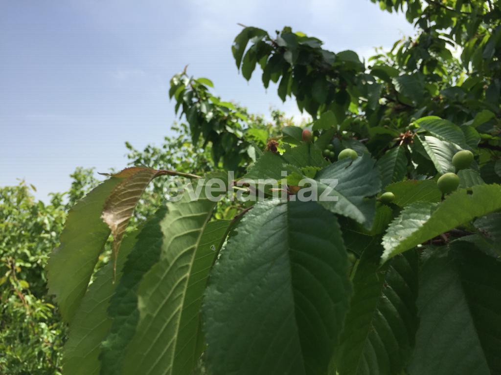 Satılır, həyət evi / bağ, 3 otaqlı, 62 m², Xızı