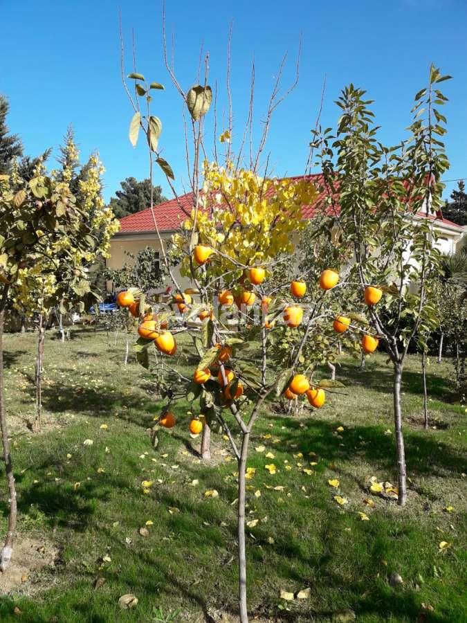 Satılır, həyət evi / bağ, 6 otaqlı, 500 m², Bakı, Abşeron r, Görədil q.