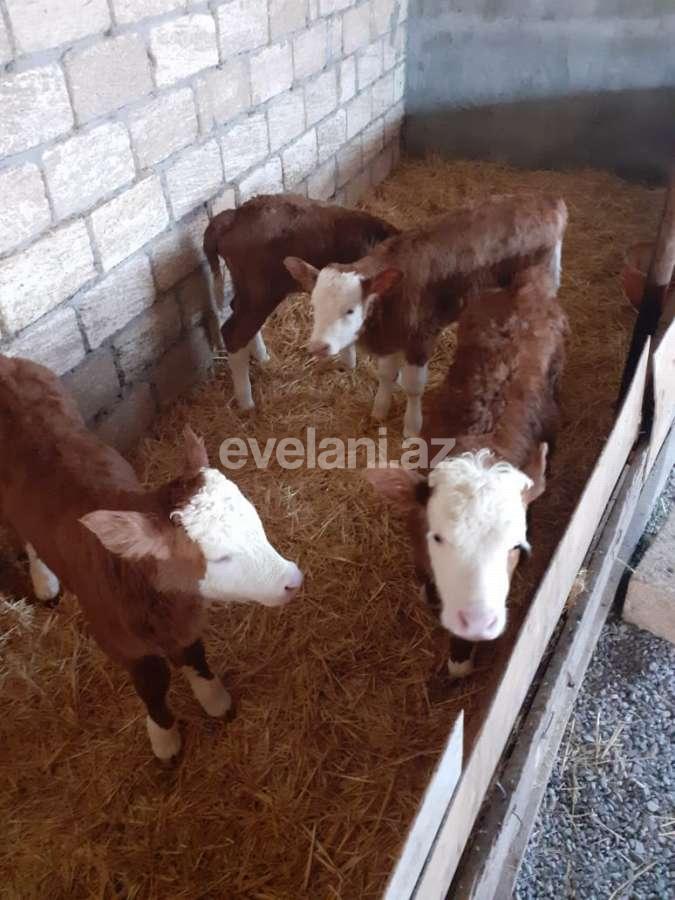 Satılır, obyekt, 72 m², İsmayıllı