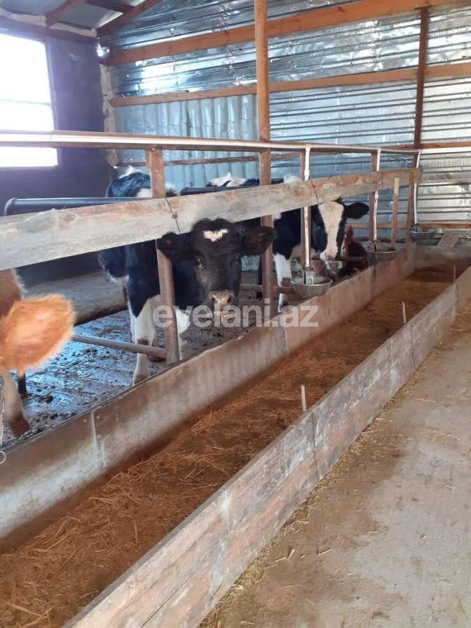 Satılır, obyekt, 72 m², İsmayıllı