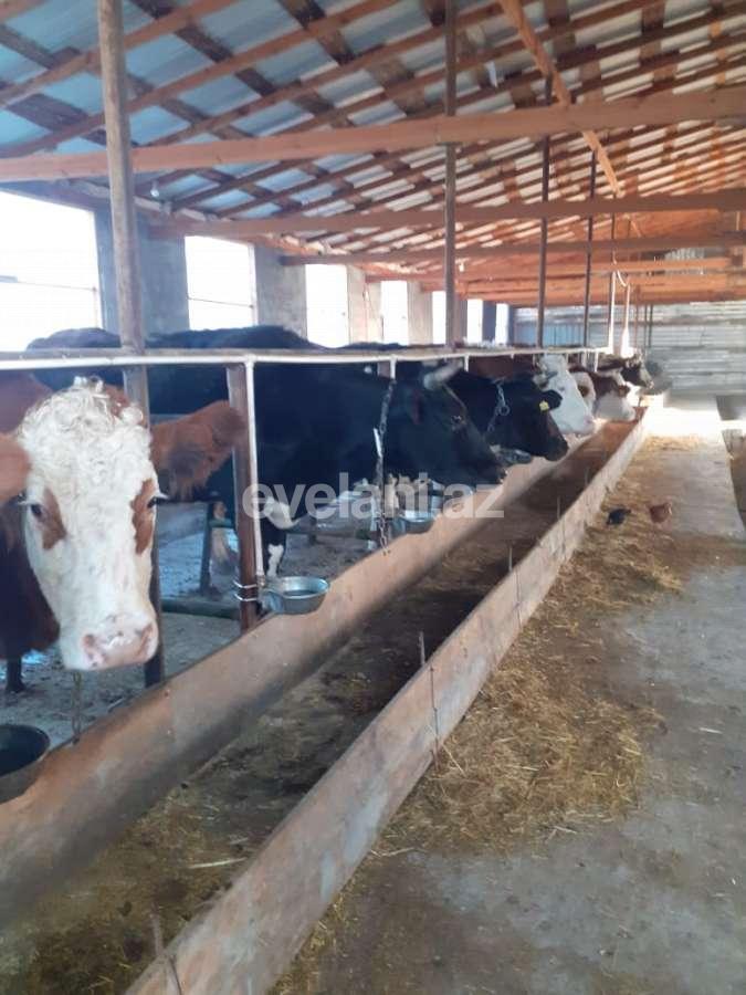 Satılır, obyekt, 72 m², İsmayıllı