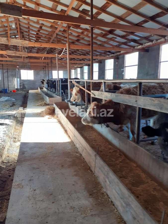 Satılır, obyekt, 72 m², İsmayıllı