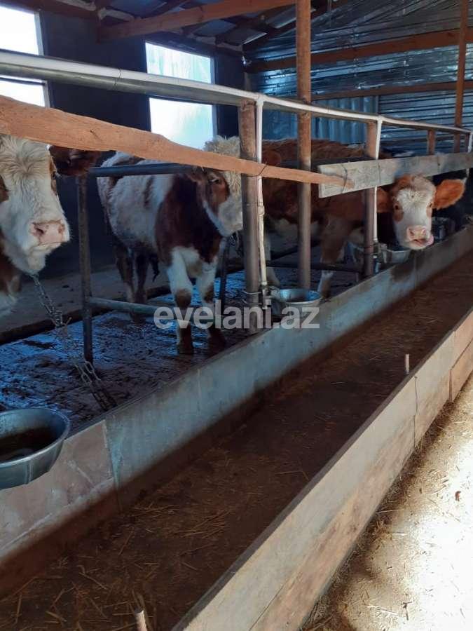 Satılır, obyekt, 72 m², İsmayıllı