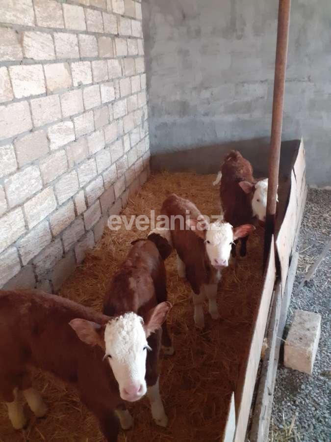 Satılır, obyekt, 72 m², İsmayıllı