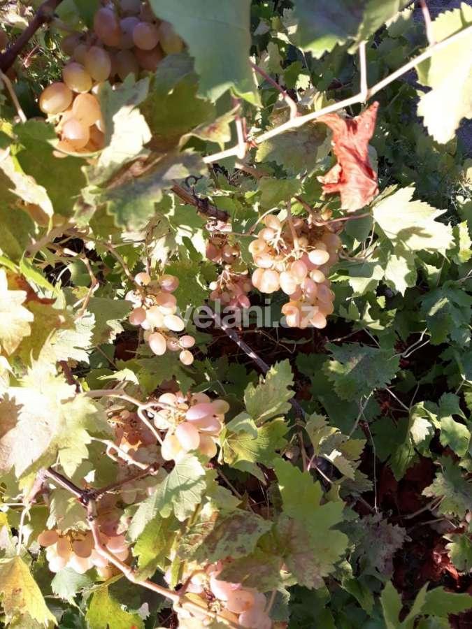 Satılır, torpaq, 12 sot, Bakı, Abşeron r, Görədil q.