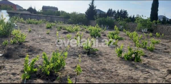 Satılır, torpaq, 12 sot, Bakı, Abşeron r, Görədil q.