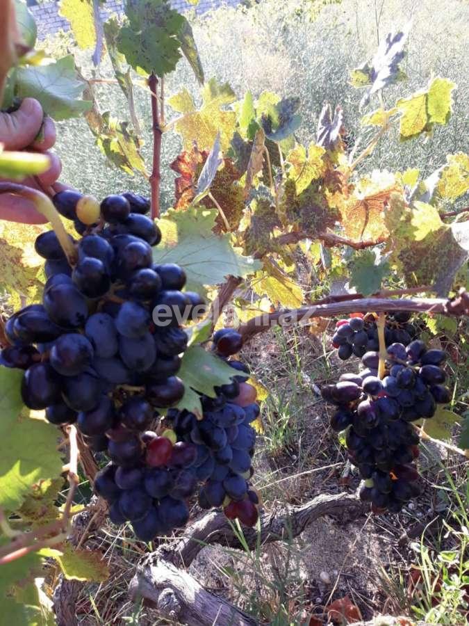 Satılır, torpaq, 12 sot, Bakı, Abşeron r, Görədil q.