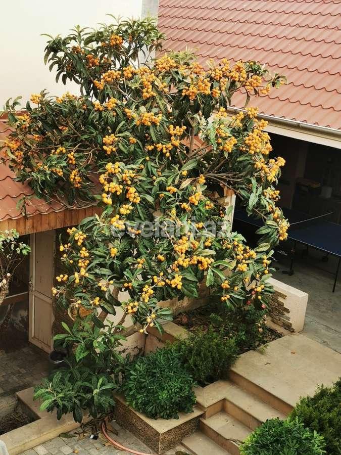 Sale, garden / house, 6 room, 300 m², Baku, Khazar r, Mardakan d.