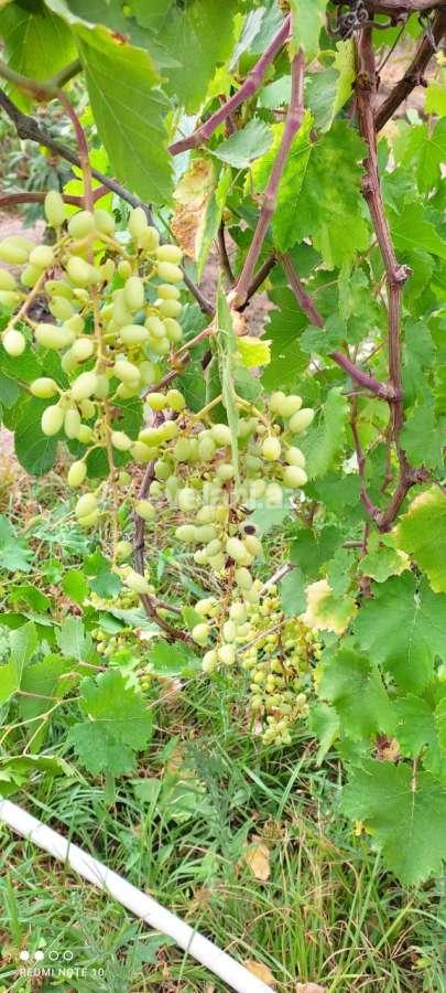 Satılır, torpaq, 12 sot, Bakı, Abşeron r, Görədil q.