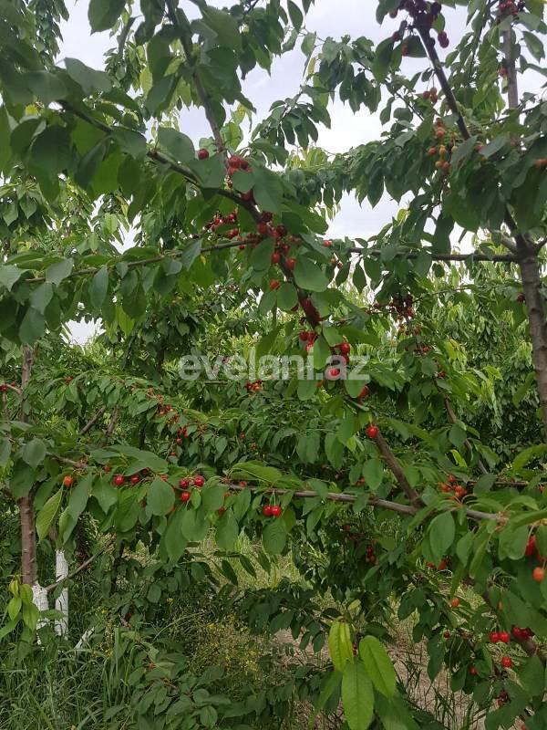 Satılır, həyət evi / bağ, 10 otaqlı, 1000 m², Bakı, Sabunçu r, Maştağa q.