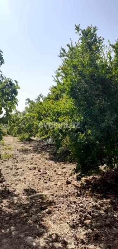 Satılır, torpaq, 25 sot, Bakı, Sabunçu r, Nardaran q.
