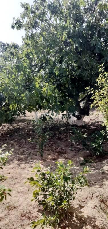 Satılır, torpaq, 25 sot, Bakı, Sabunçu r, Nardaran q.