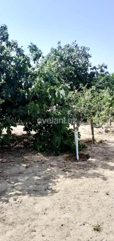 Satılır, torpaq, 25 sot, Bakı, Sabunçu r, Nardaran q.