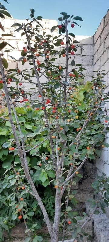 Sale, villa, 4 room, 120 m², Baku, Khazar r.