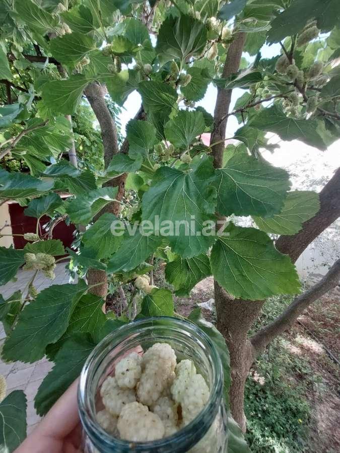 Satılır, həyət evi / bağ, 3 otaqlı, 100 m², Bakı, Səbail r.