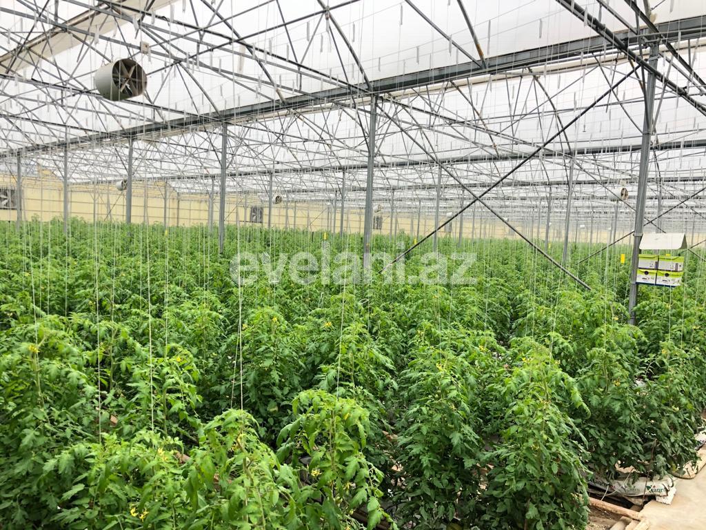 Satılır, torpaq, 1000 sot, Bakı, Xəzər r, Zirə q, Koroğlu m.