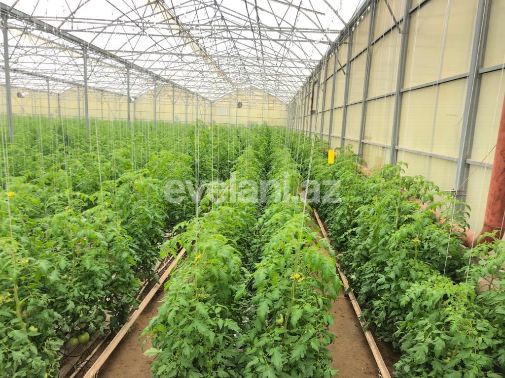 Satılır, torpaq, 1000 sot, Bakı, Xəzər r, Zirə q, Koroğlu m.