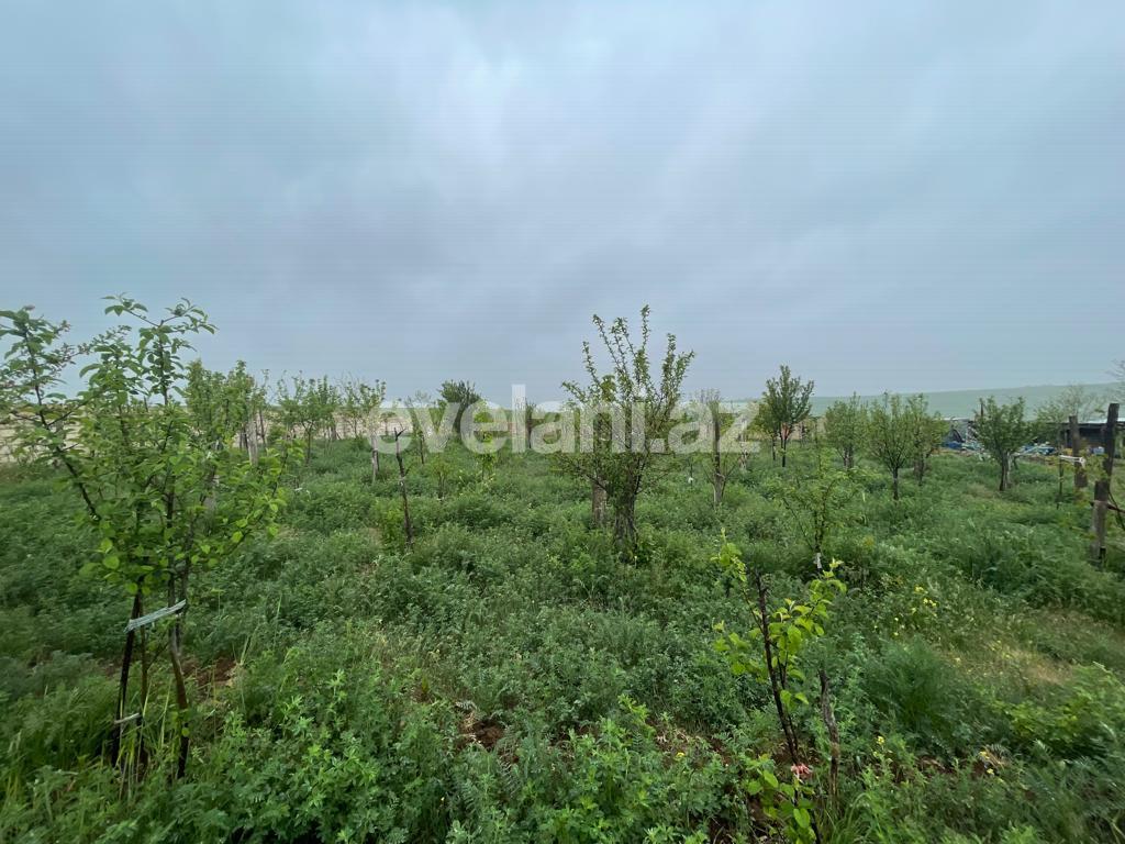 Satılır, həyət evi / bağ, 3 otaqlı, 100 m², Şamaxı