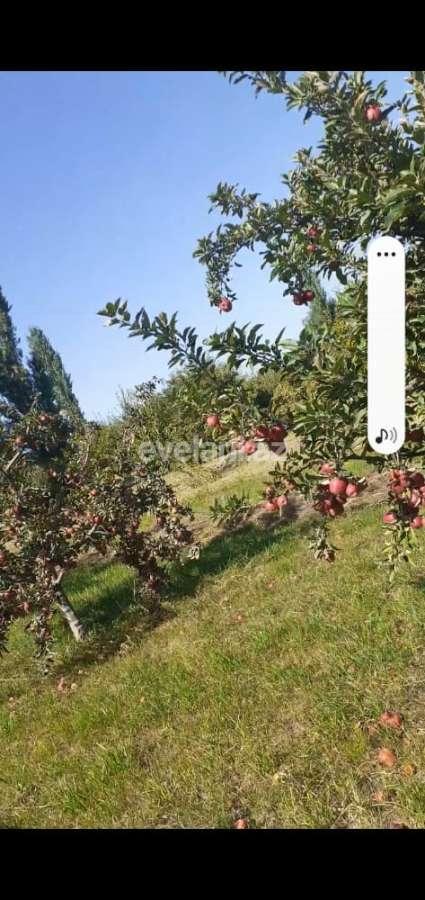 Satılır, torpaq, 128 sot, Quba