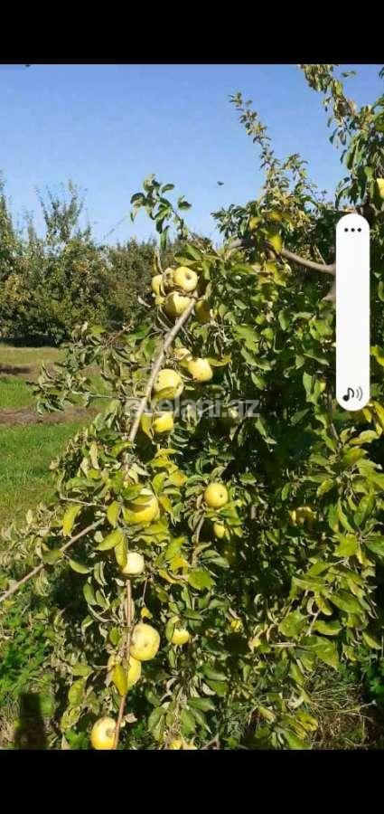 Satılır, torpaq, 128 sot, Quba