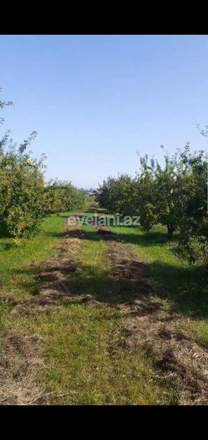 Satılır, torpaq, 128 sot, Quba