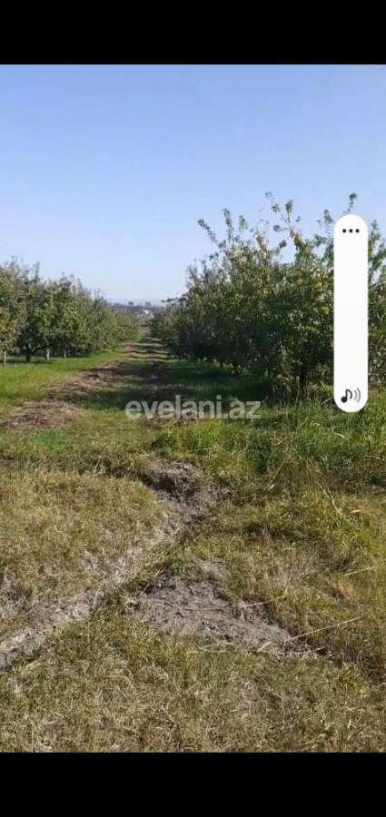 Satılır, torpaq, 128 sot, Quba