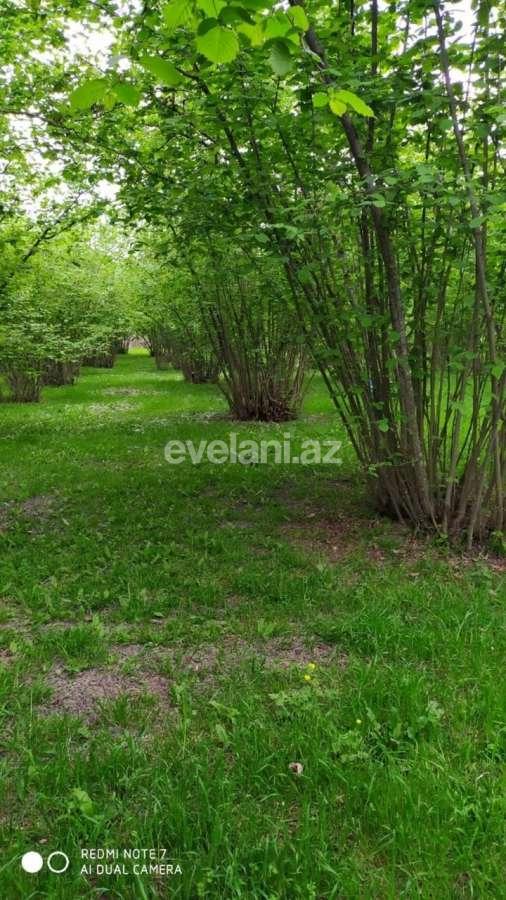 Satılır, torpaq, 350 sot, Qax