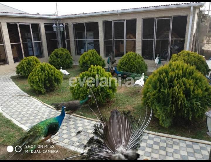 Sale, garden / house, 6 room, 250 m², Baku, Absheron r.