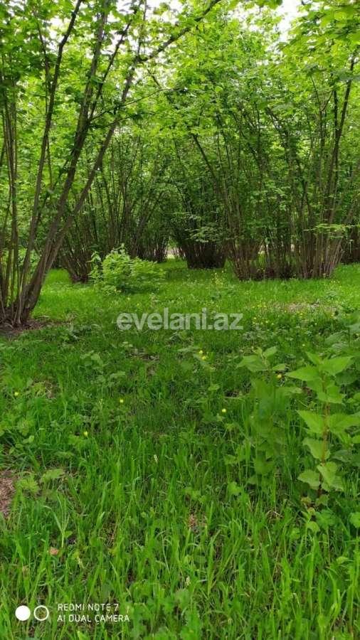 Satılır, torpaq, 350 sot, Qax