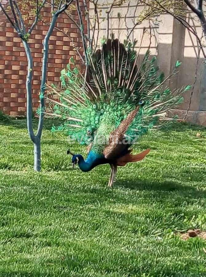 Sale, garden / house, 6 room, 250 m², Baku, Absheron r, Novkhani d.