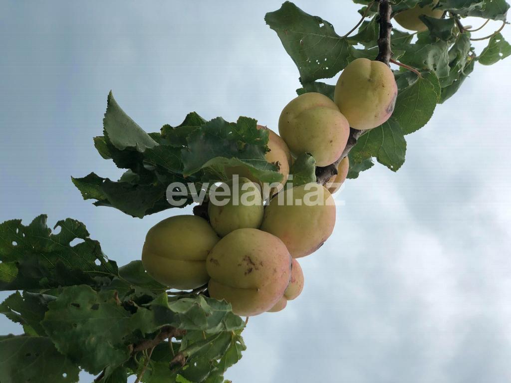 Satılır, həyət evi / bağ, 7 otaqlı, 399.99 m², Bakı, Sabunçu r, Nardaran q.