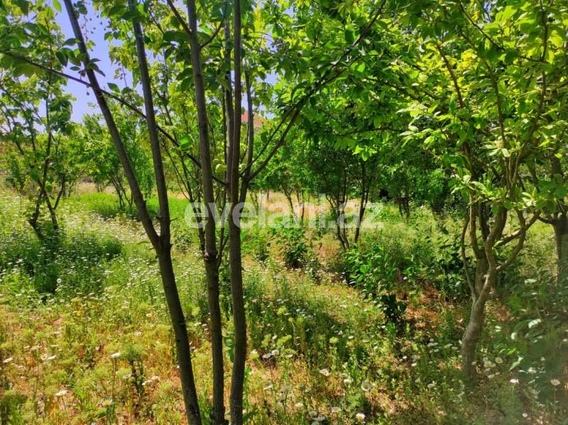 Sale, garden / house, 10 room, 300 m², Baku, Absheron r, Novkhani d.